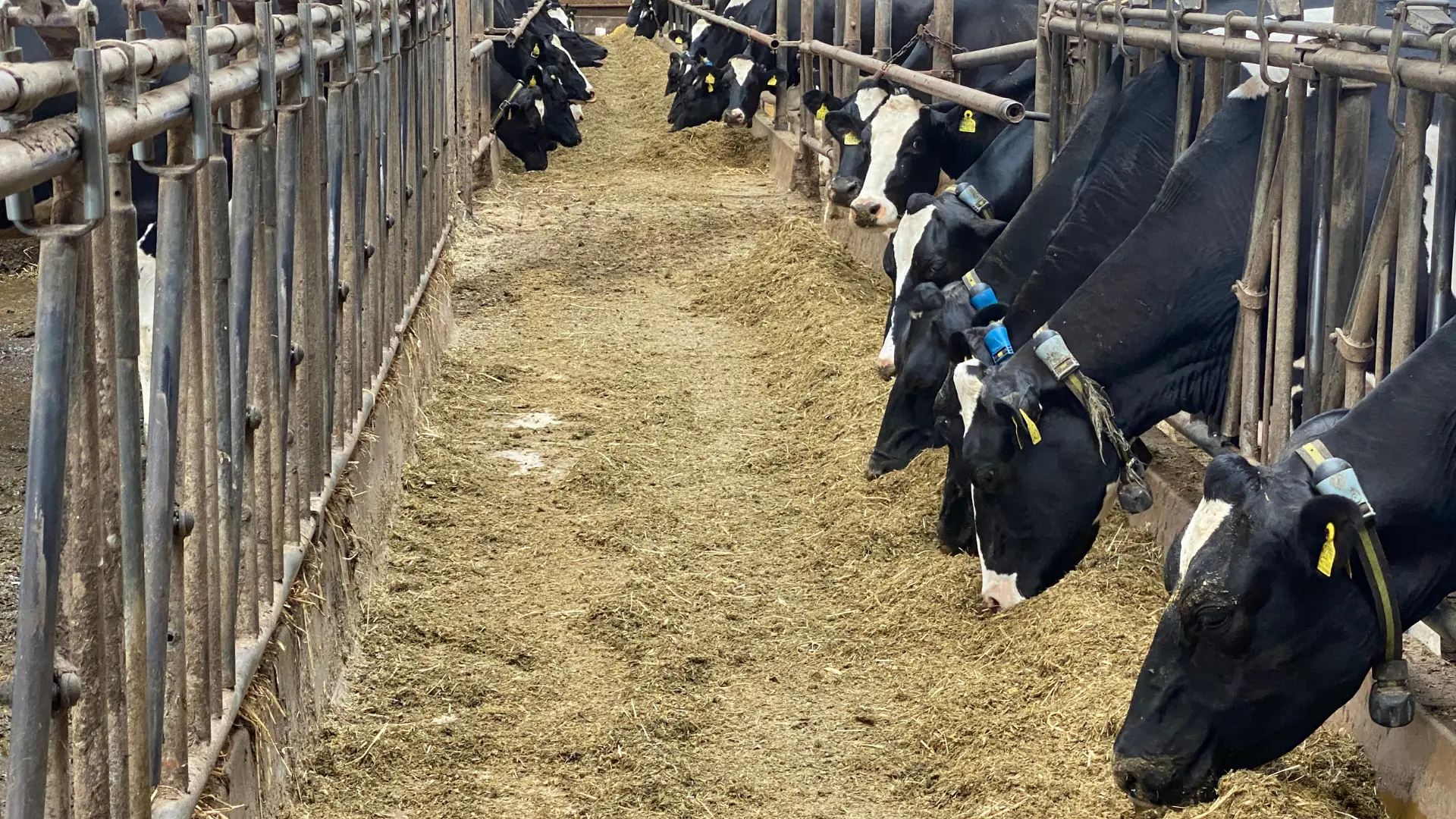 Anders Elholm Andersens Køer