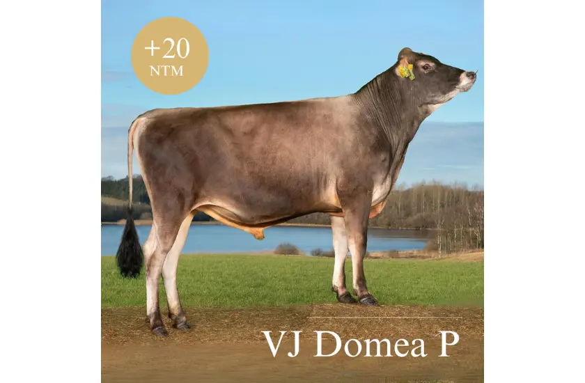 VJ Domea P
