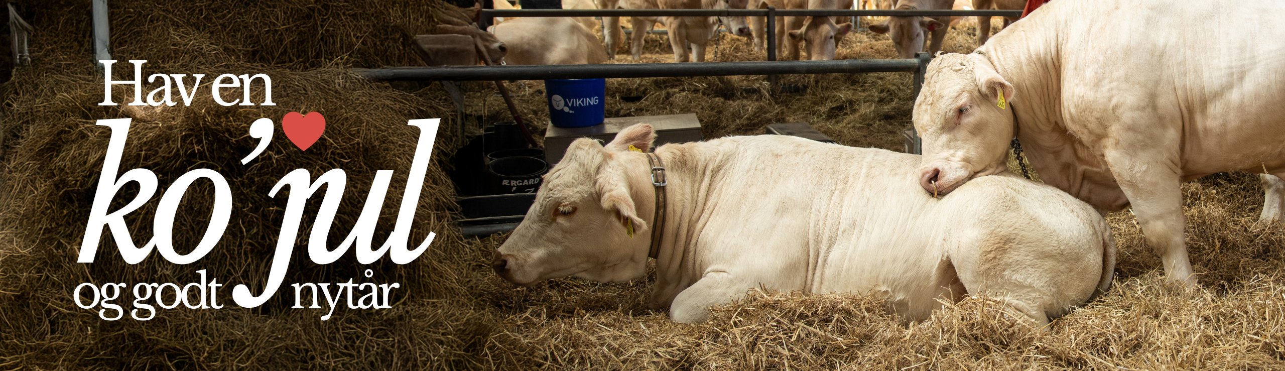 Kojul2025 (Kødkvæg)