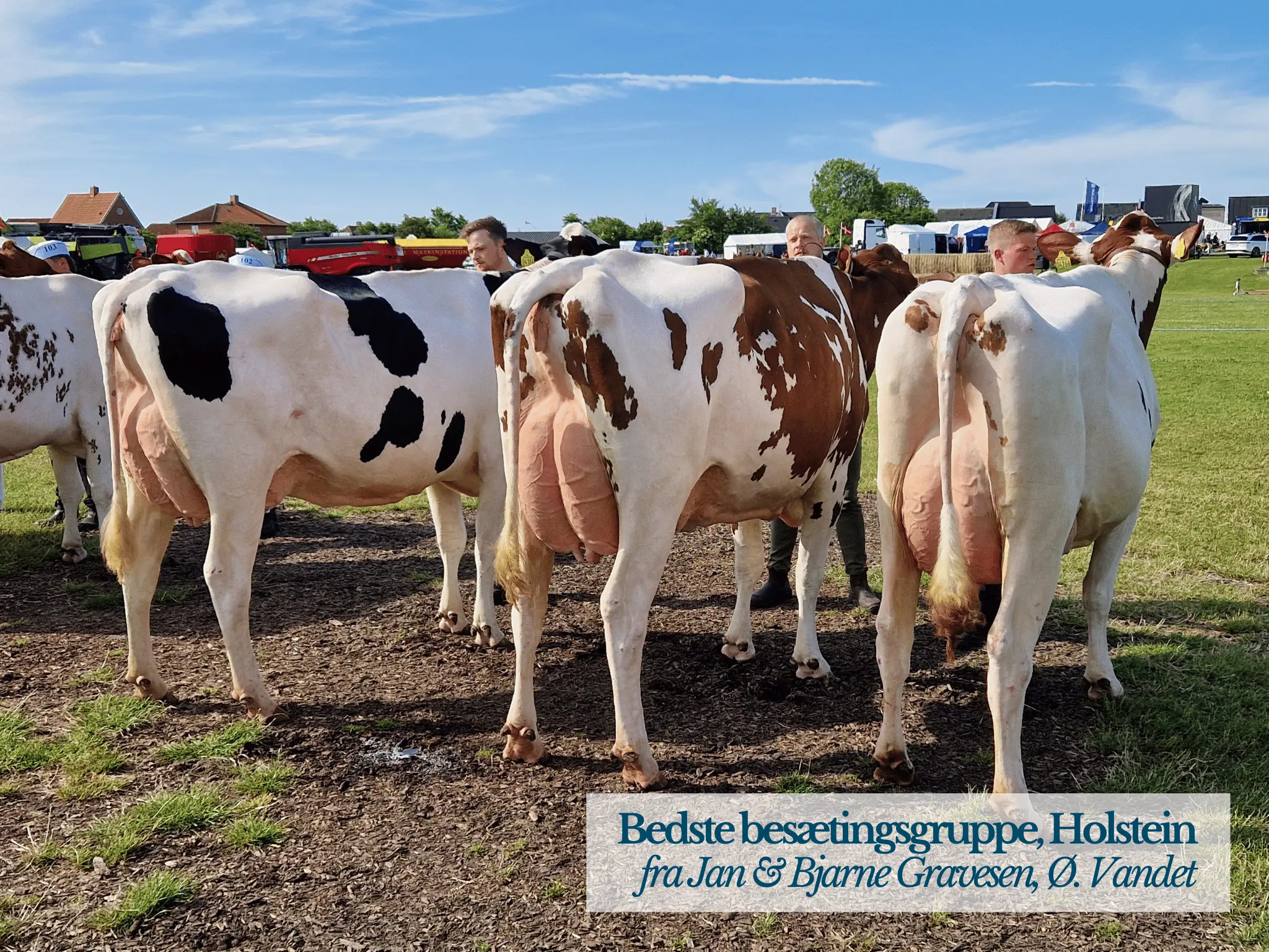 Bedste Besætningsgruppe Holstein, Thy Mors Dyrskue 2025