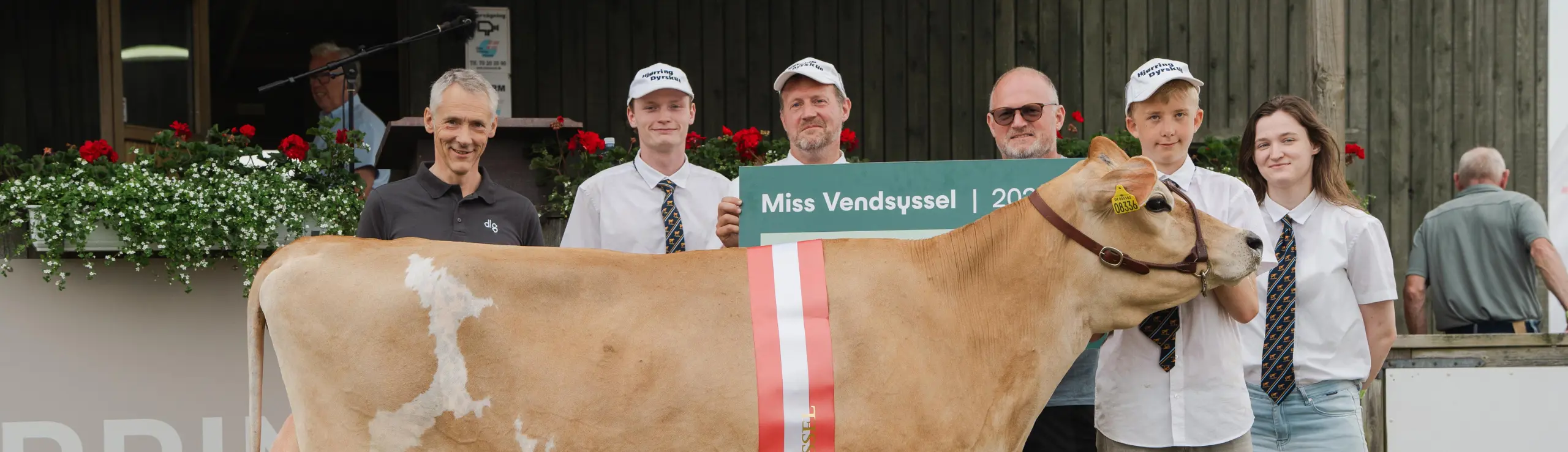 Miss Vendsyssel En Ko Efter VJ Superb X Chrome Fra Alstrup IS