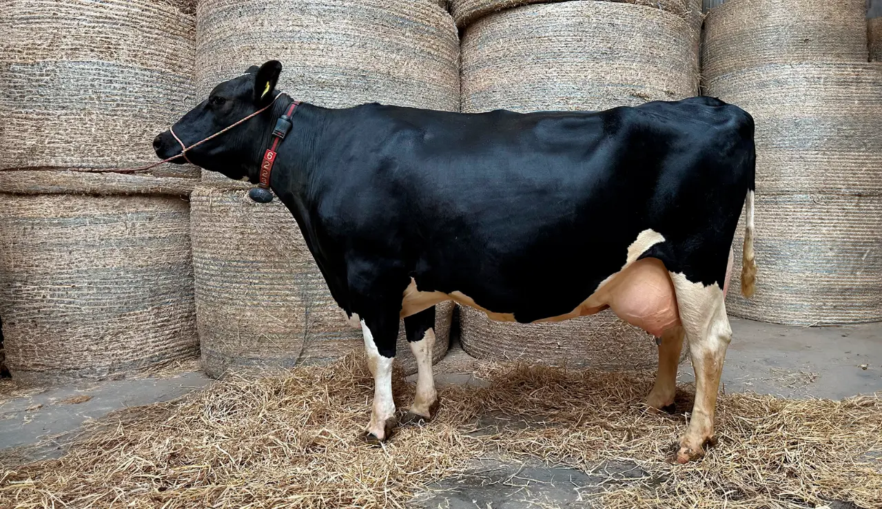 Viking Holstein Koen 056593 06223