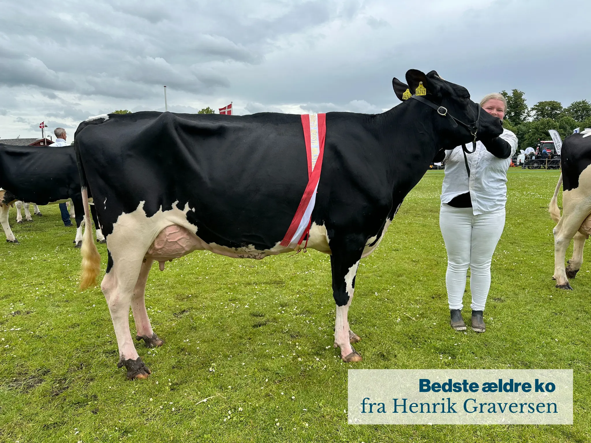 Bedste Ældre Ko Fra Henrik Graversen