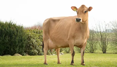 Vj Hiwe Daughter1 No 31261 5785 From Is Fuglsang Aars Scenic01