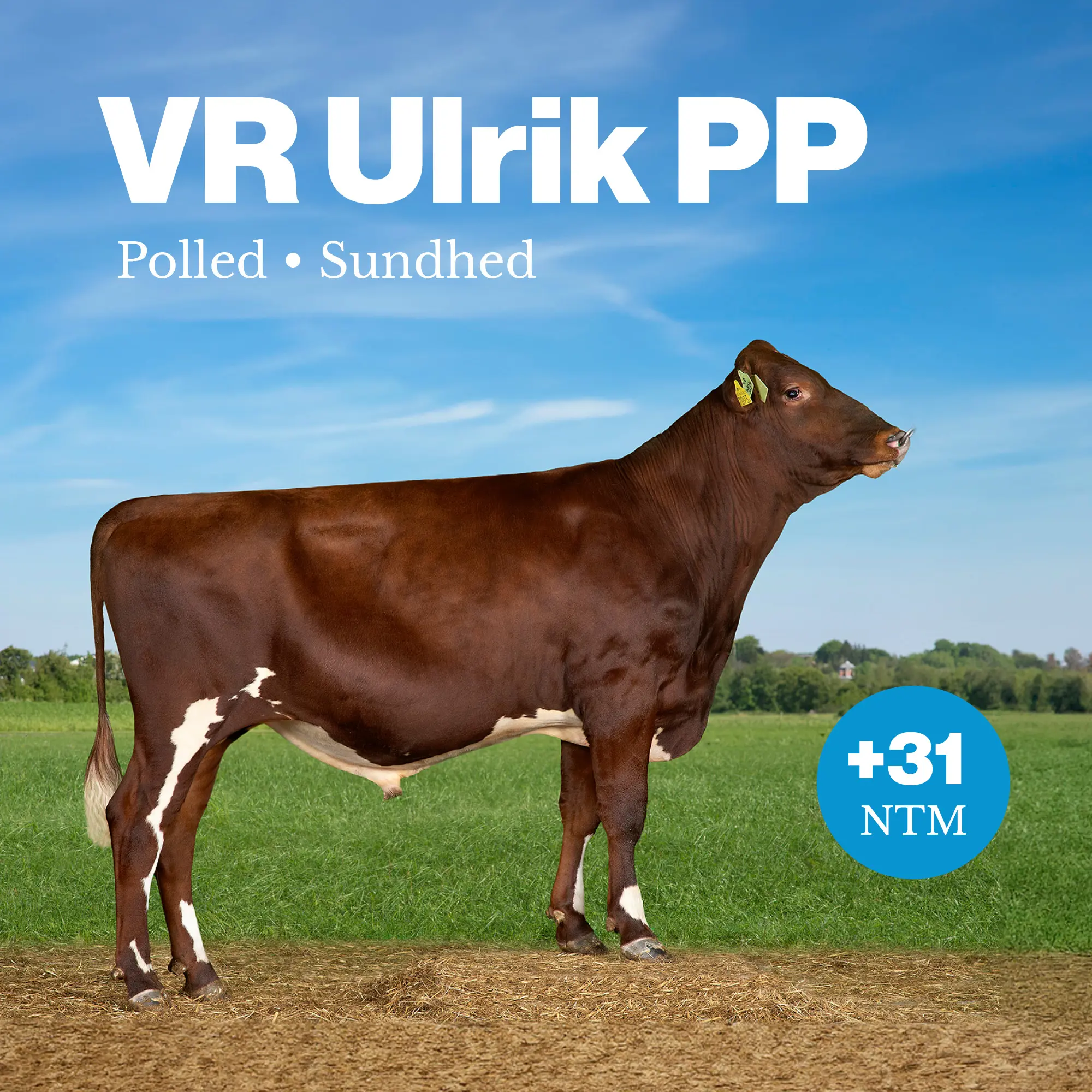 VR Ulrik PP