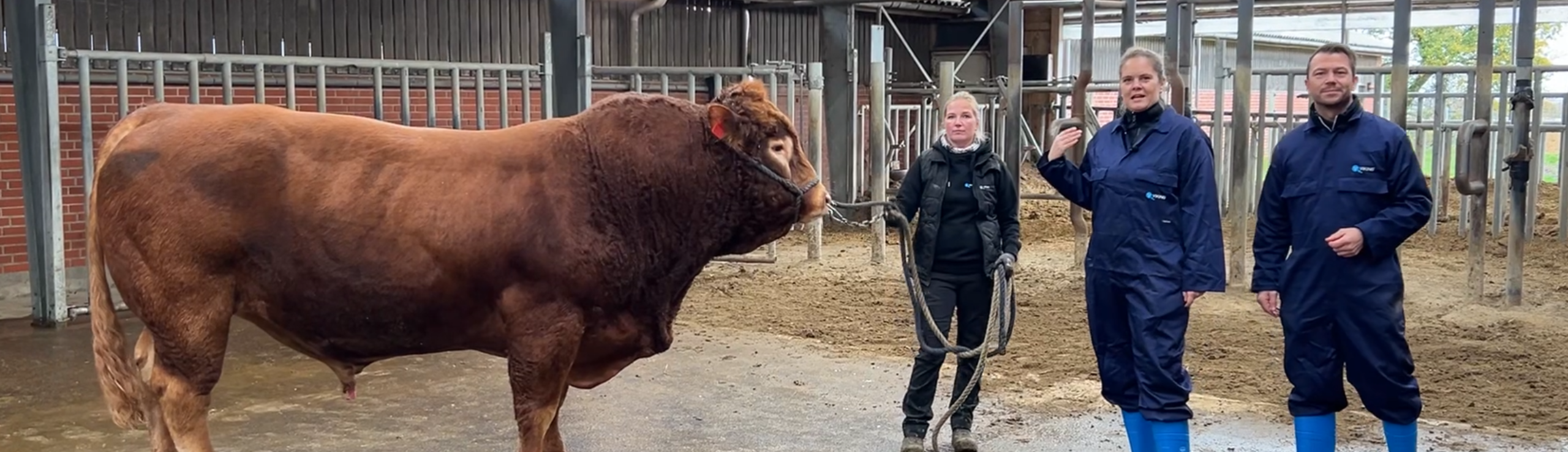 VB Odd En Stærk Tyr Med Globalt Aftryk