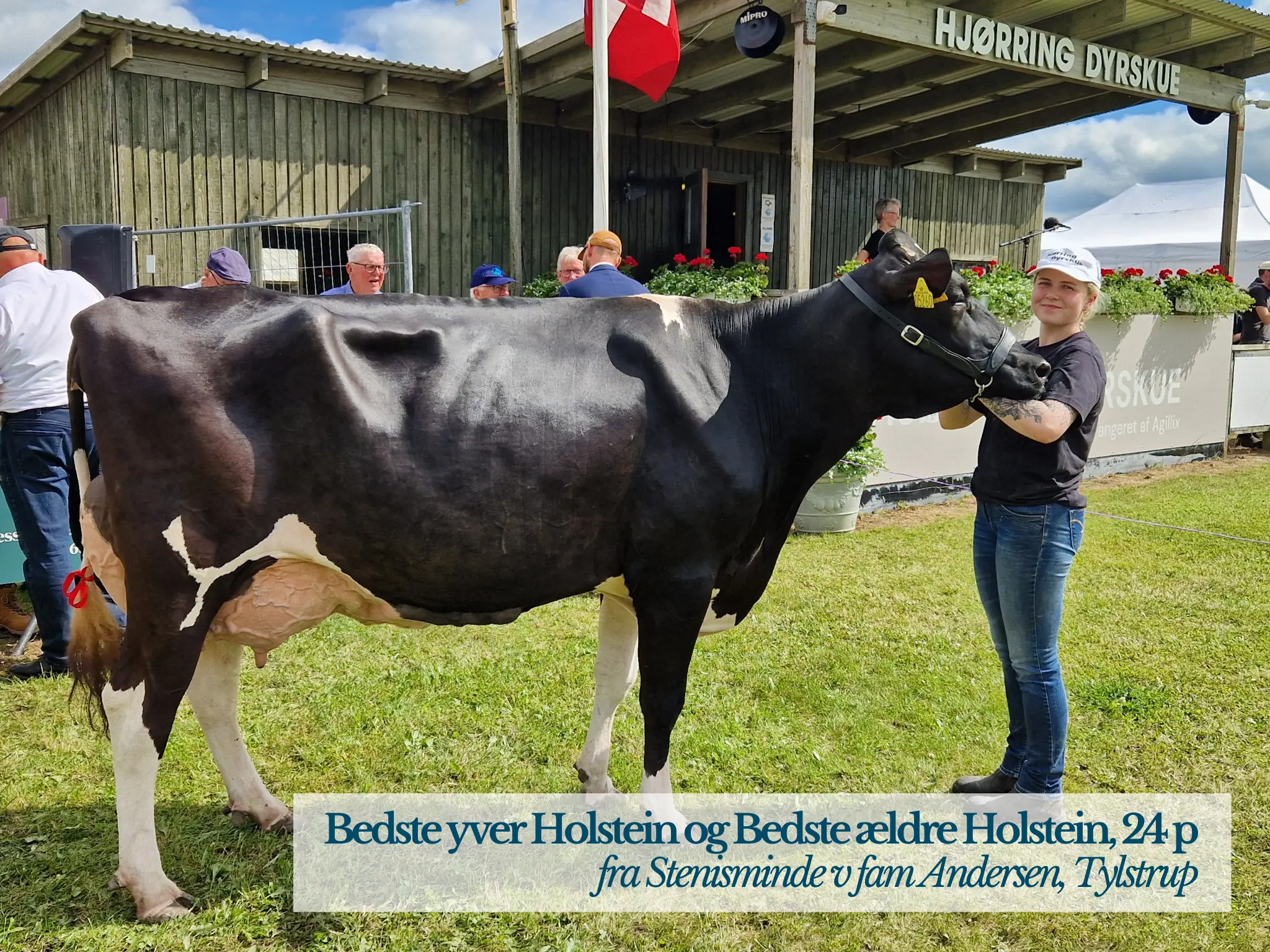 Bedste Yver Holstein Og Bedste Ældre Holstein På Hjørring Dyrskue 2026