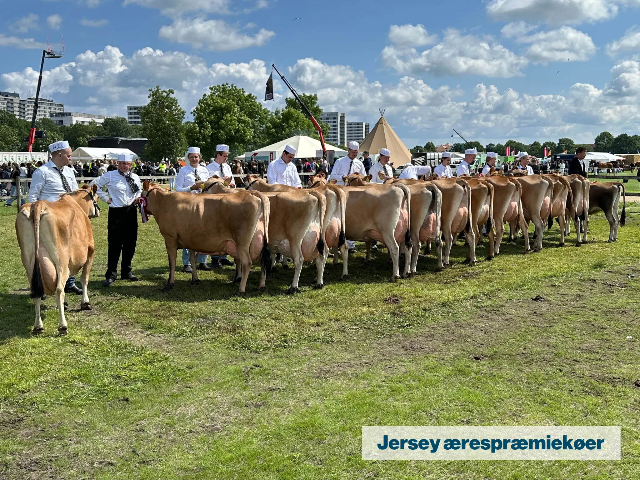 Jersey Ærespræmiekøer