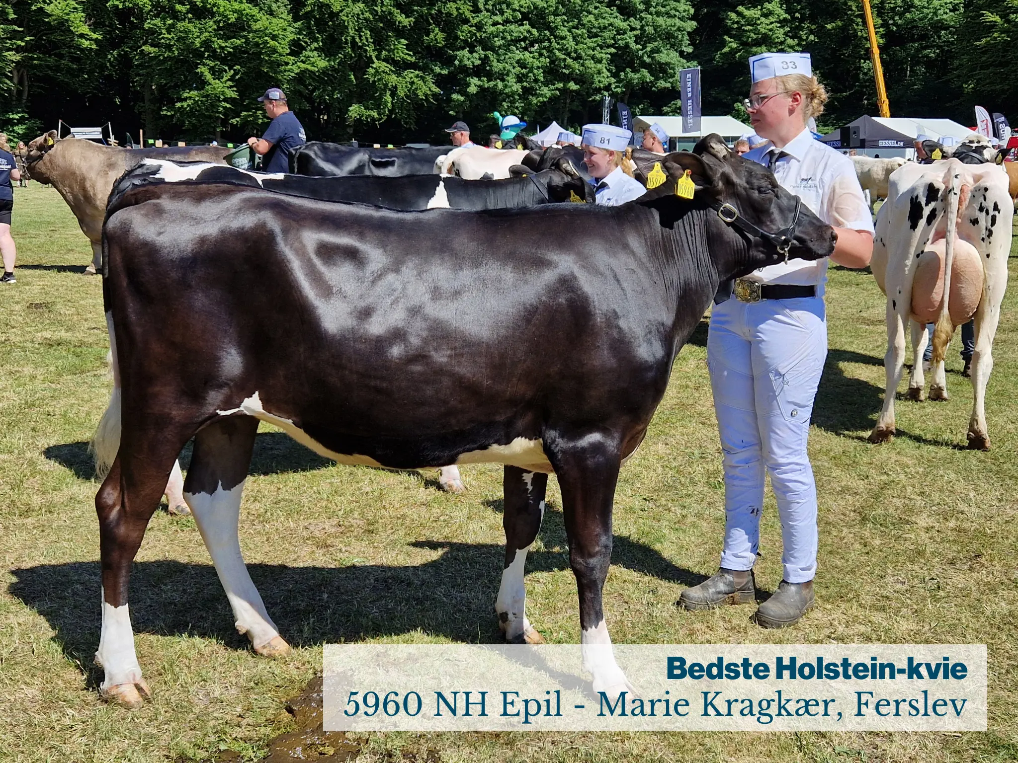 Fjerritslev Dyrskue Bedste Holstein Kvie