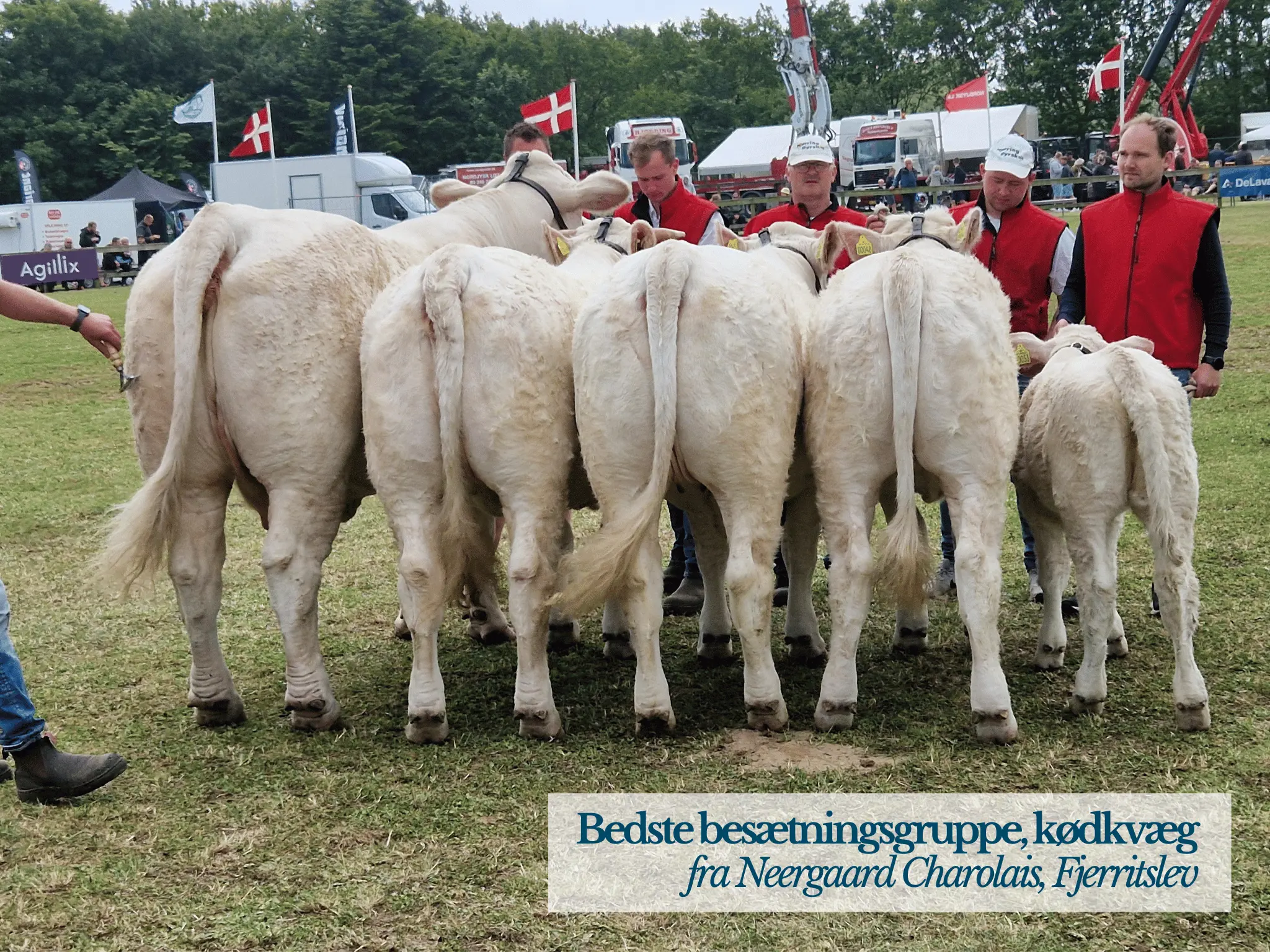 Bedste Besætningsgruppe Kødkvæg, Hjørring Dyrskue