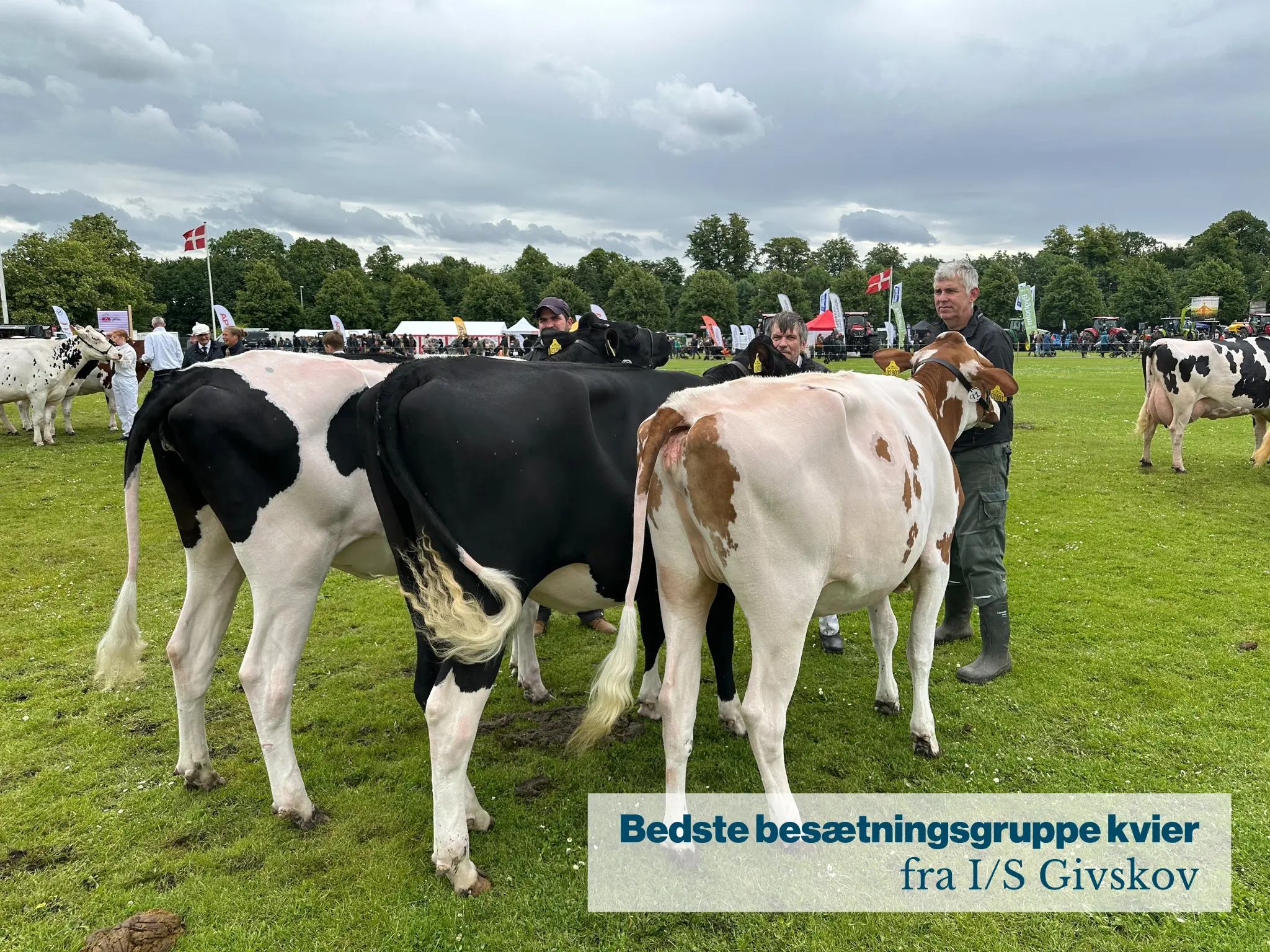 Bedste Besætningsgruppe Kvier Fra IS Givskov