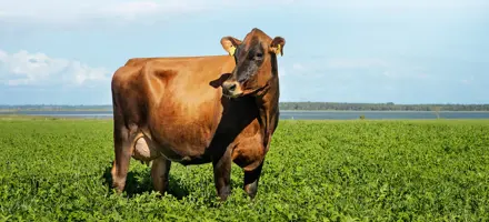 Copy Of Billede Til Reference