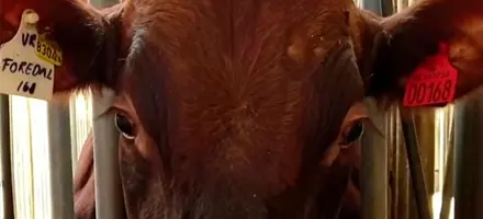 VR Foredal Web Oversigt