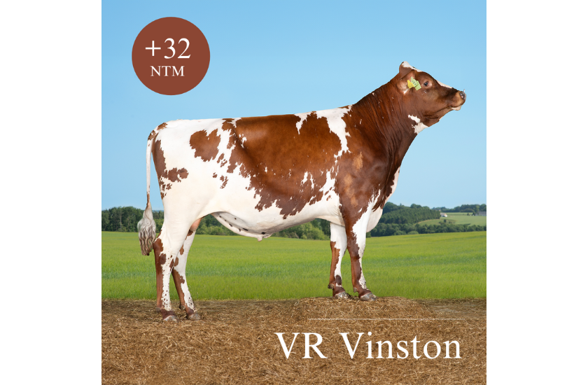 VR Vinston (2)
