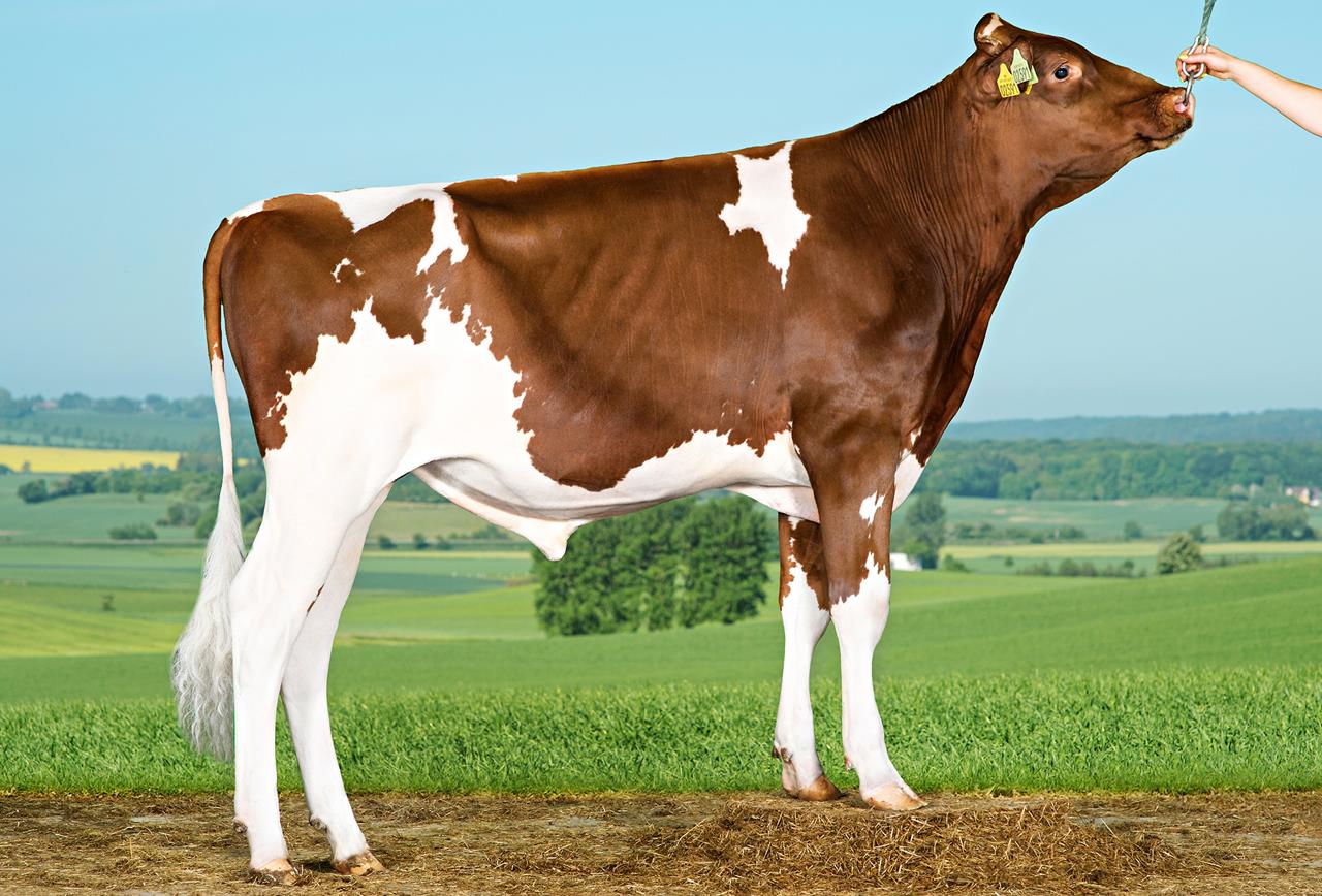 Vh Don Red Vh Dent Rc Srgb Web