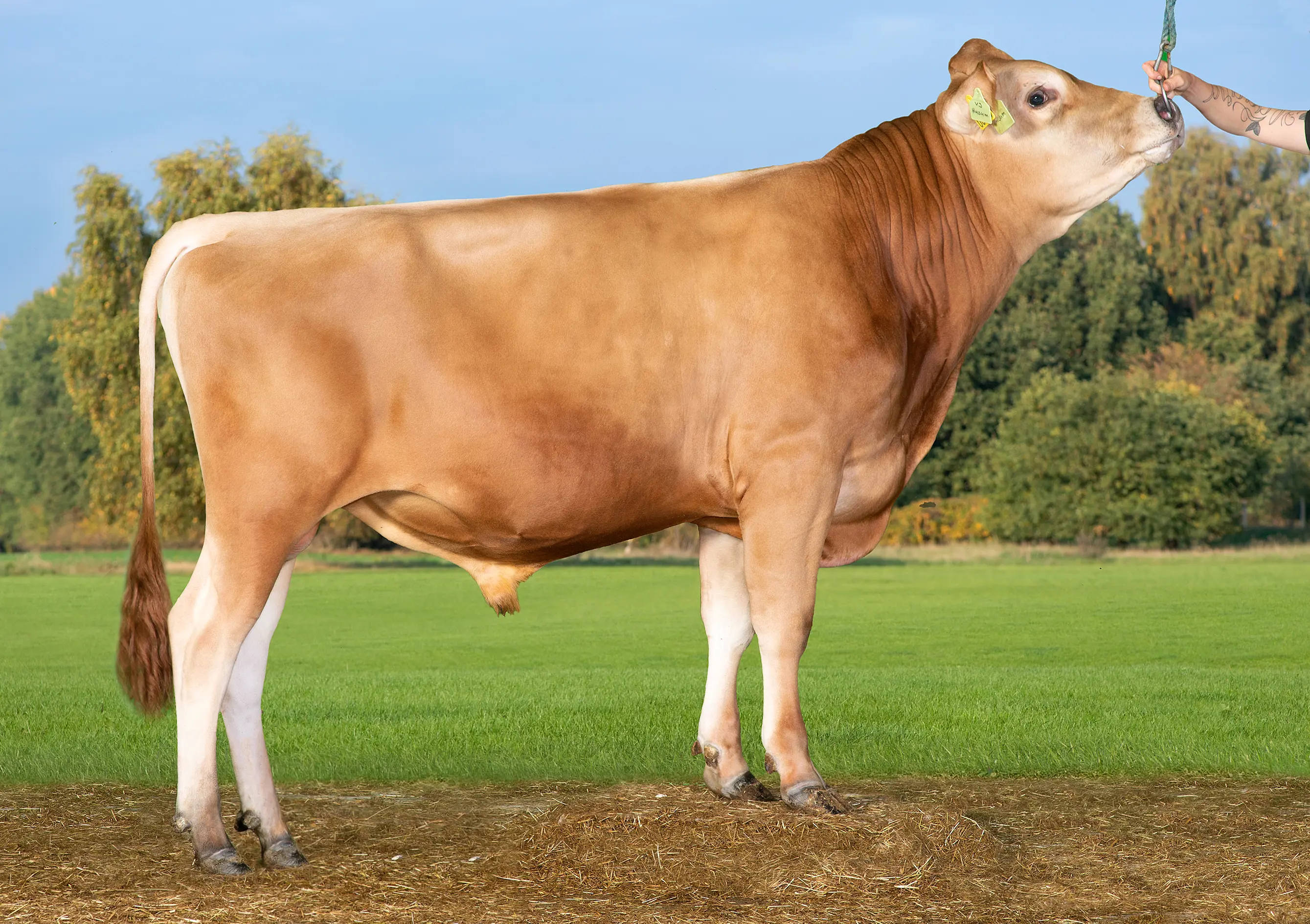 VJ Husum (VJ Hamulus)