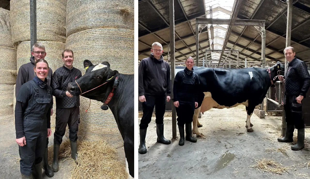 Flere Billeder Af Esper Agger, Ko Nr. 06223, Medhjælpere Niels Og Mette