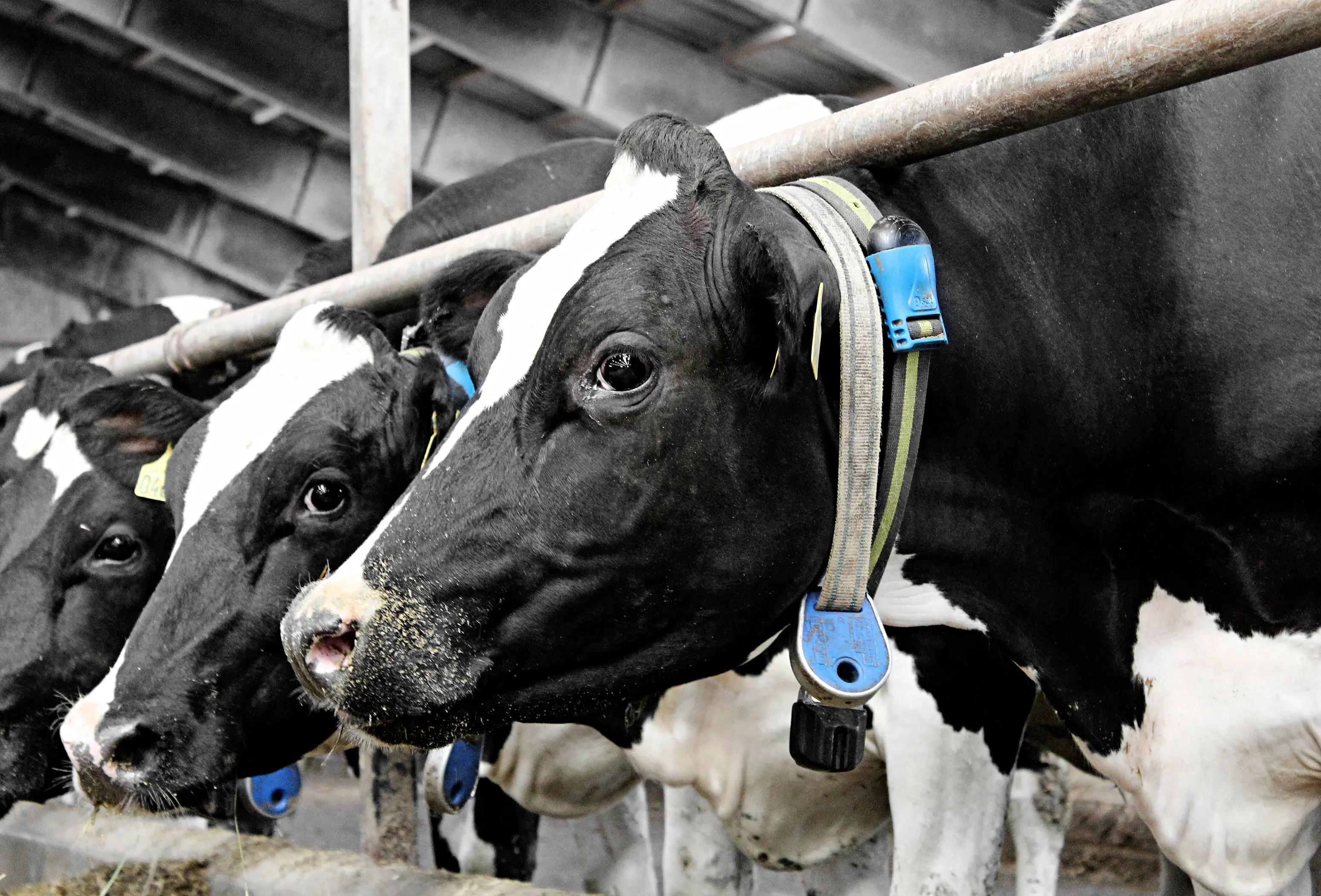 IMG 4054 Vn Srgb Web