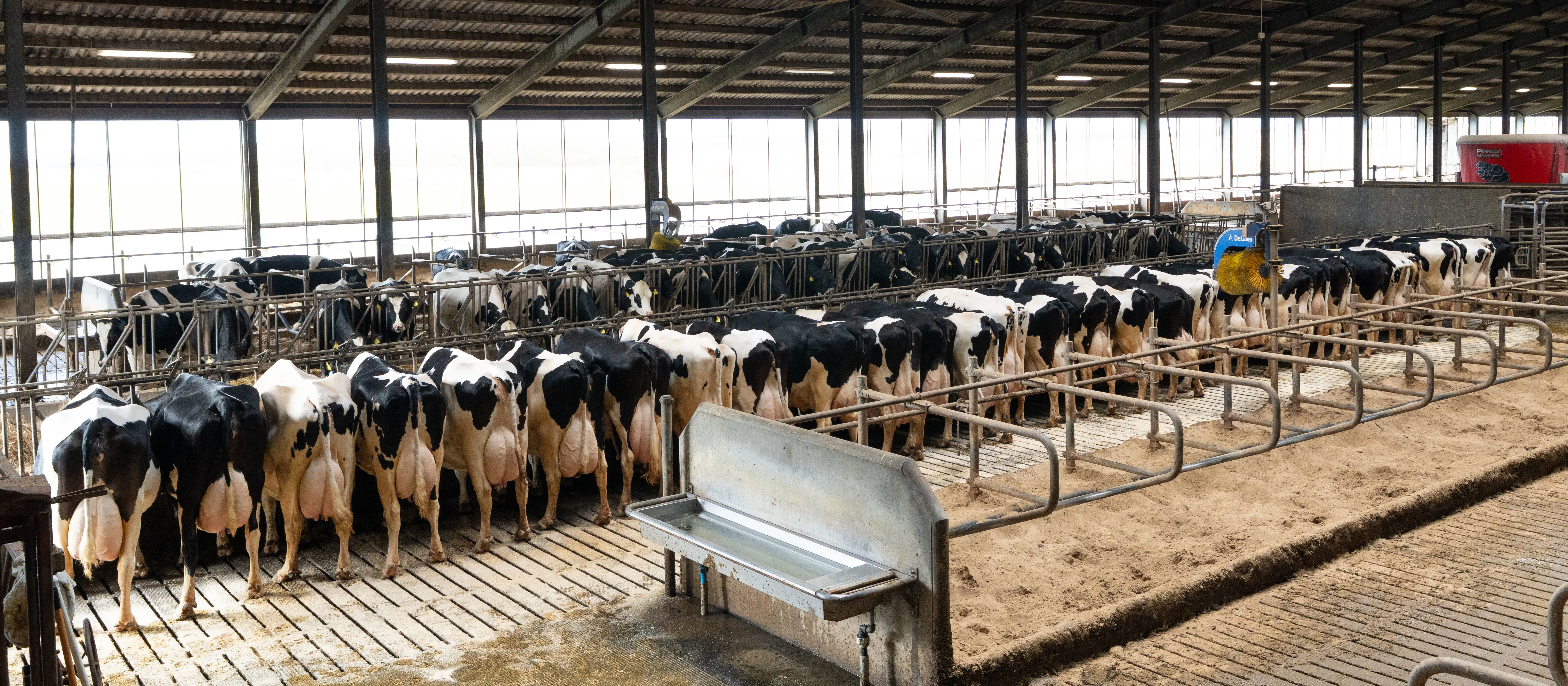 Køer på række med over 100.000 kg EKM hos Mads Stokholm