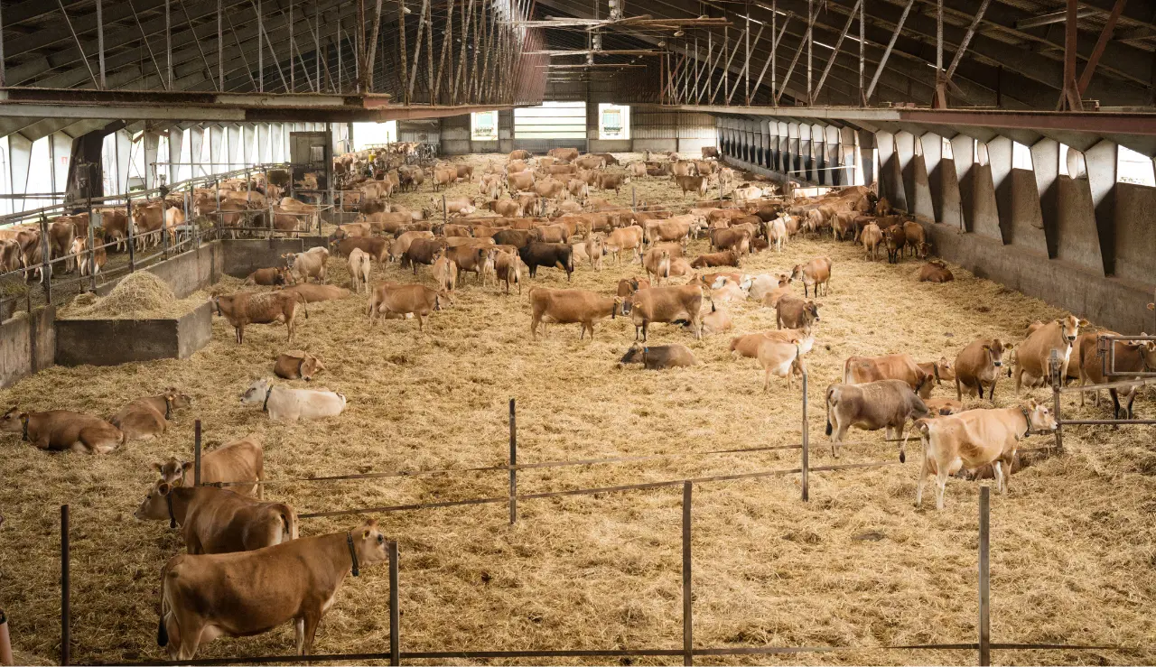 Jersey Besætningen Hos Niels Ulrik Andersen