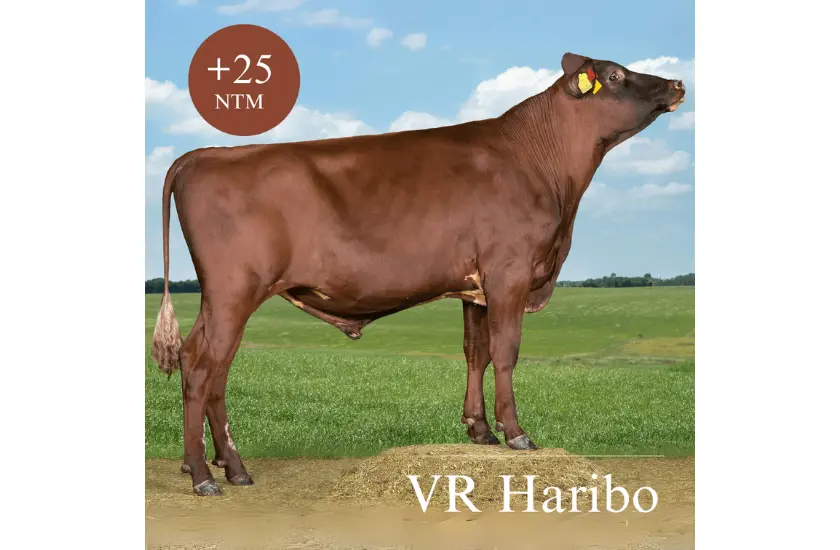 VR Haribo