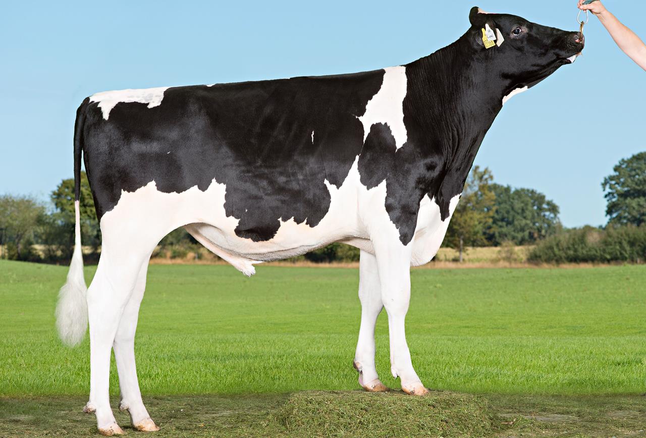 Vh Lionel Vh Lombre Srgb Web