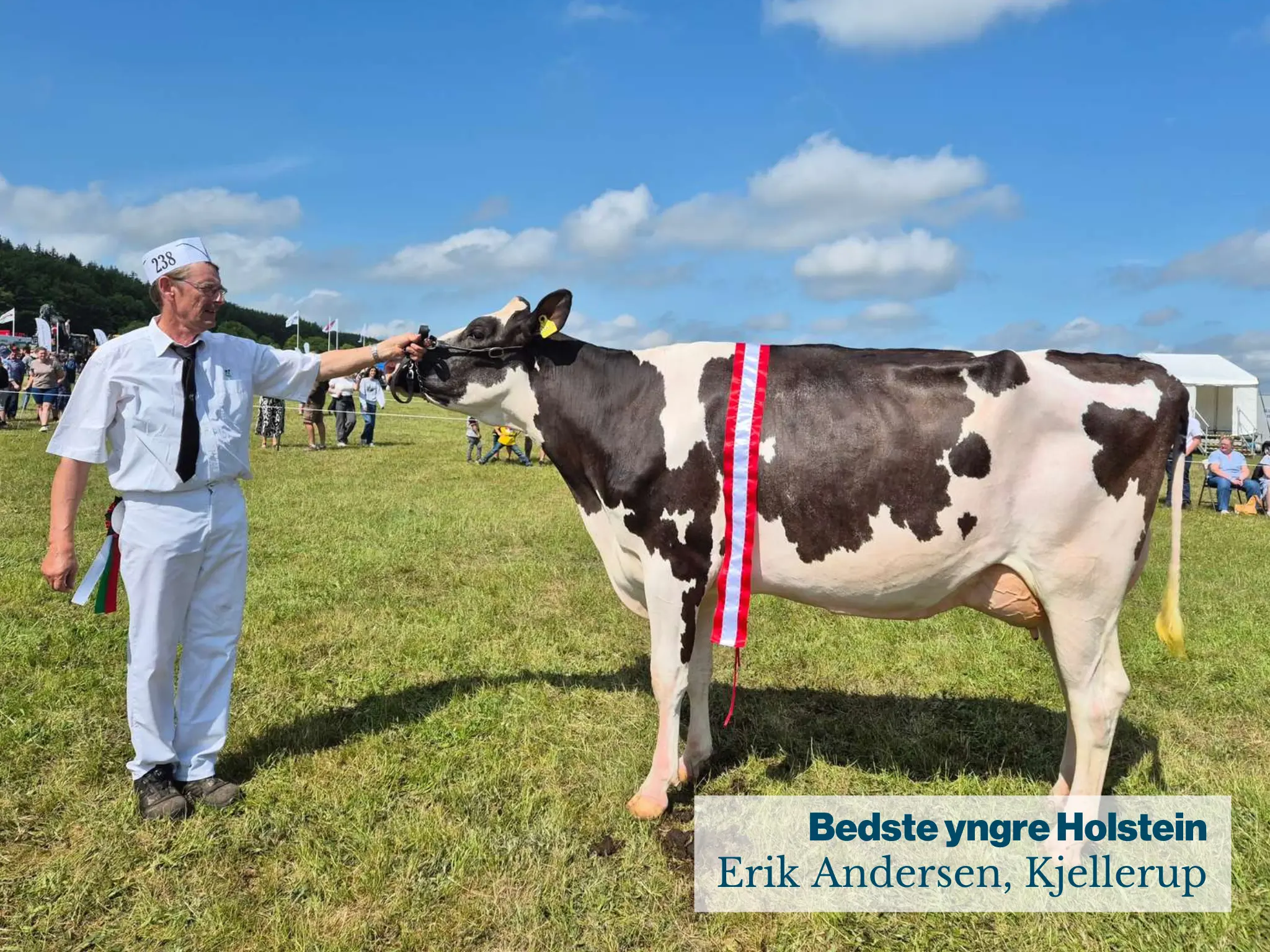 Bedste Yngre Holstein