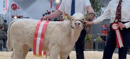 Charolais Kviekalven Alberte Fra Løngaard Charolais På 4 Måneder.