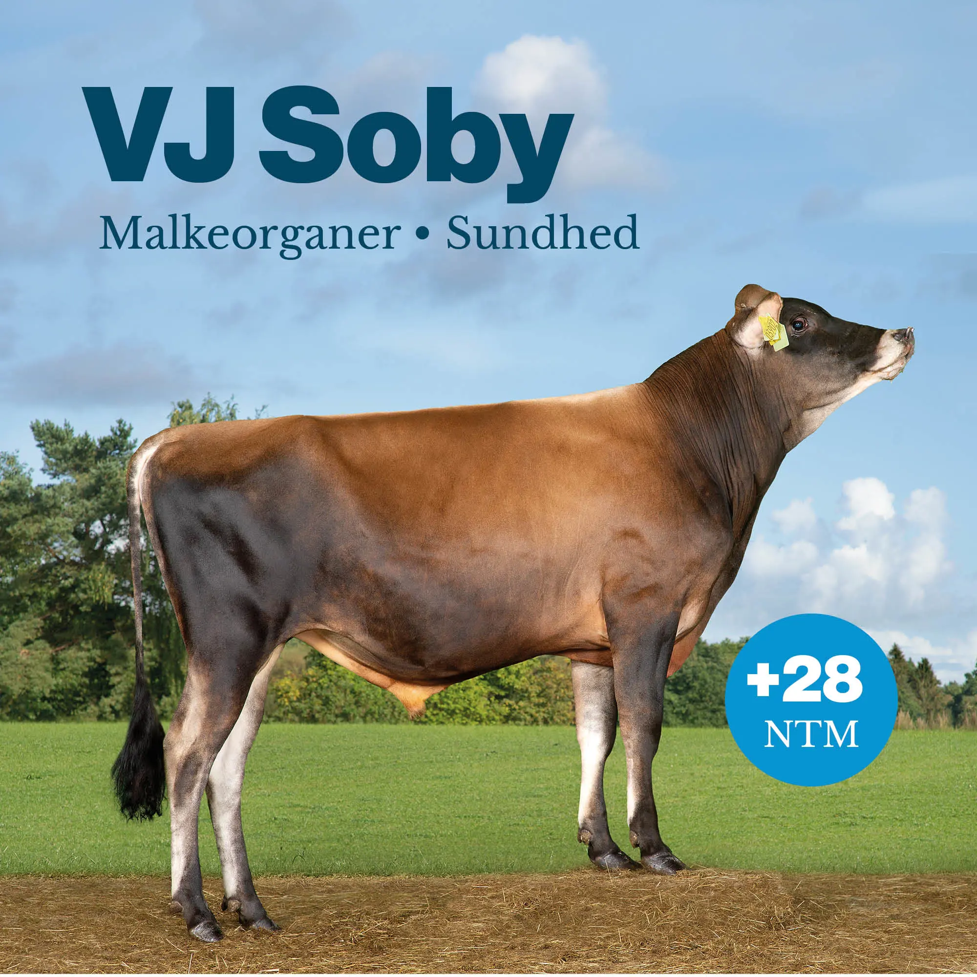 VJ Soby (1)
