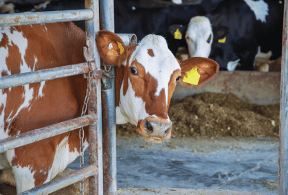 Krydsningsko, Der Kigger