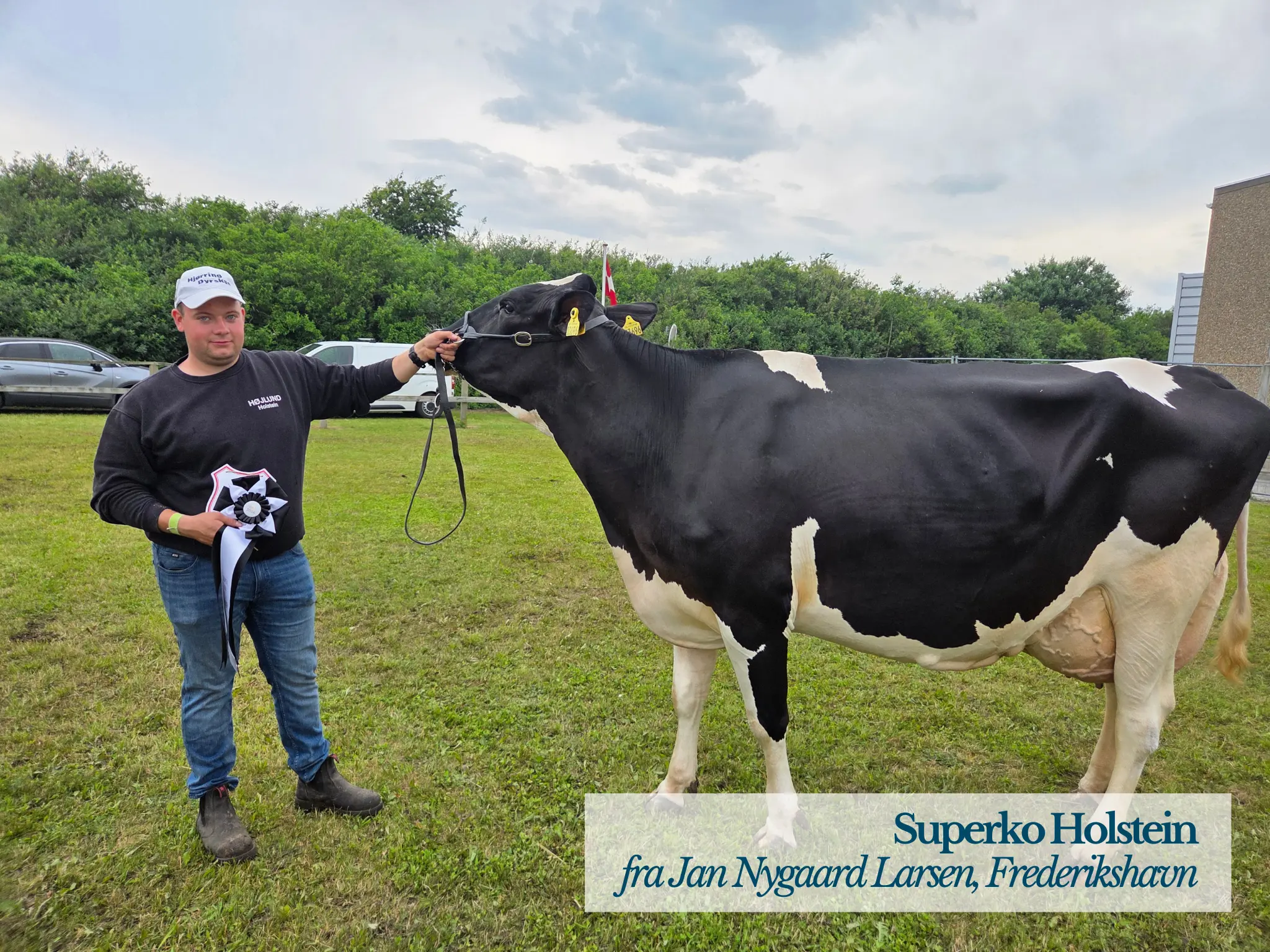 Superko Holstein På Hjørring Dyrskue 2026