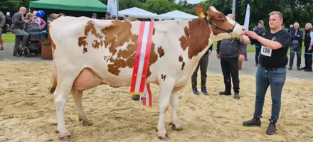 Miss Hobro Og Bedste Ældre Holstein, Hobro Dyrskue