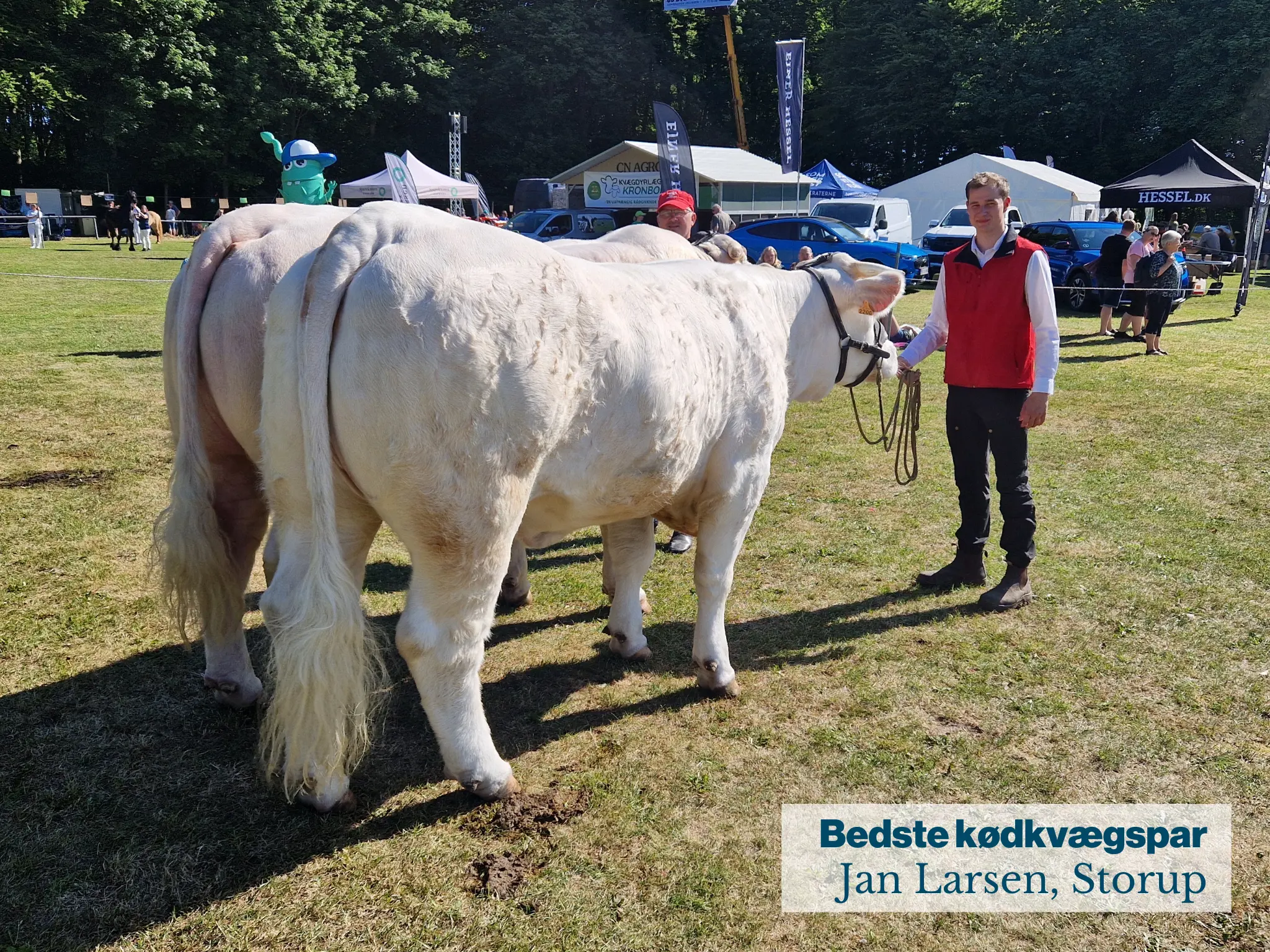 Fjerritslev Dyrskue Bedste Kødkvægspar