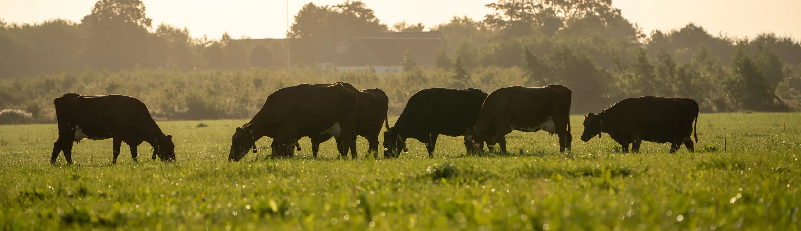 Nu Har Du Mulighed For At Udvælge Dyr Med Et Højt Metanindeks, Hvilket Svarer Til Lavere Metanproduktion, For Racerne Holstein, Jersey Og RDM