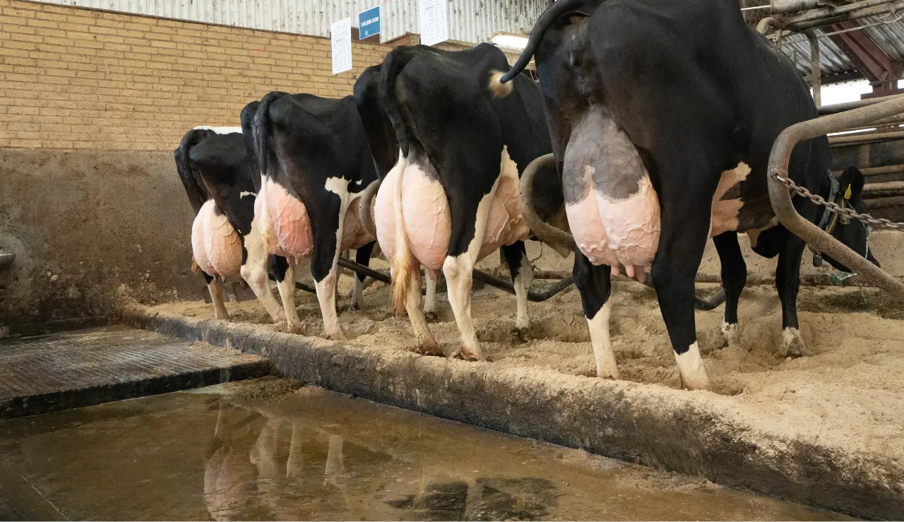 4 Flotte Holsteing Køer På Stribe