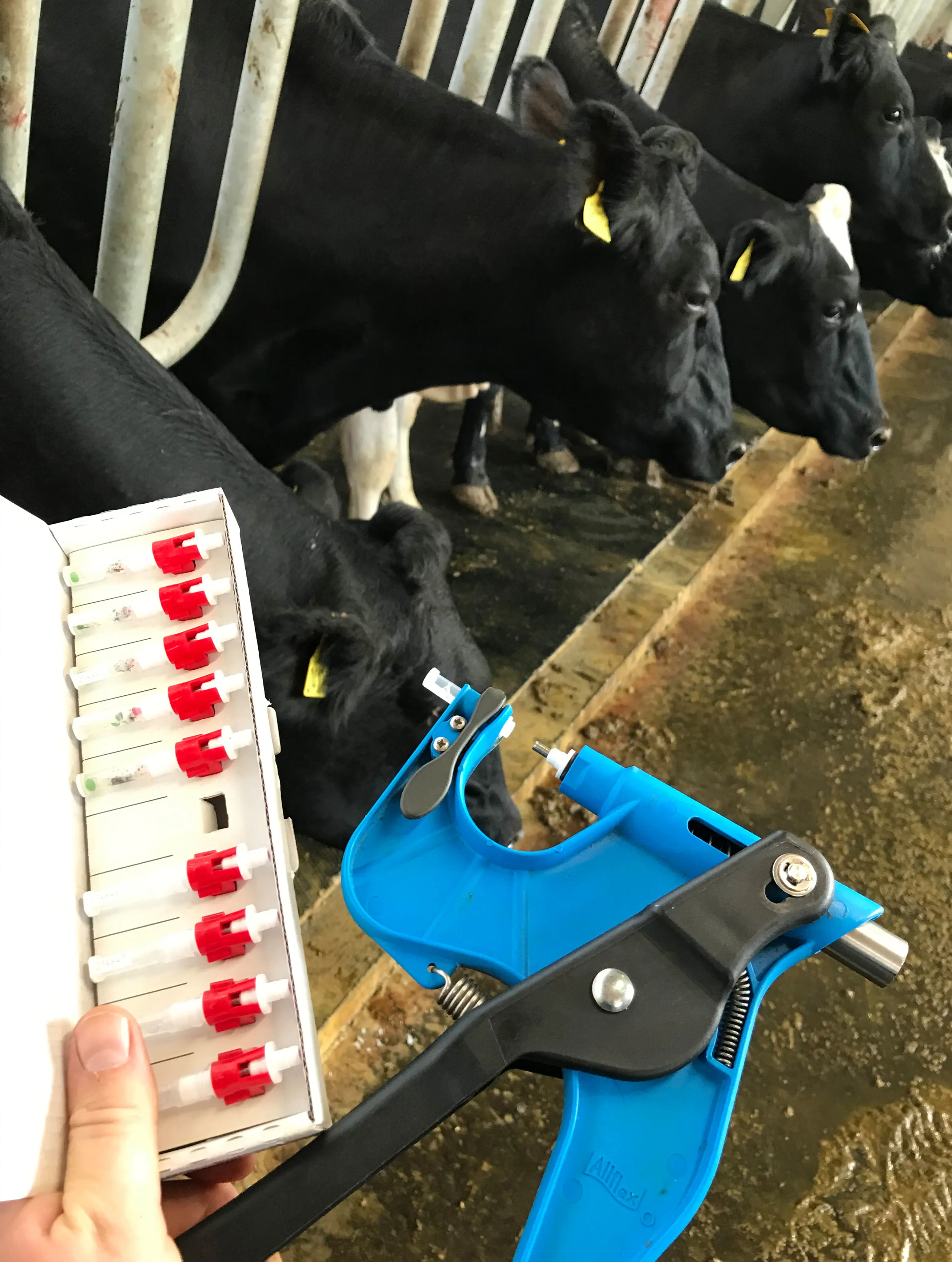 Fuld Gang I Vævsprøvningen Af KRY Køer Til Dairycros