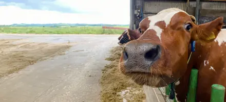 Sød RDM Ko