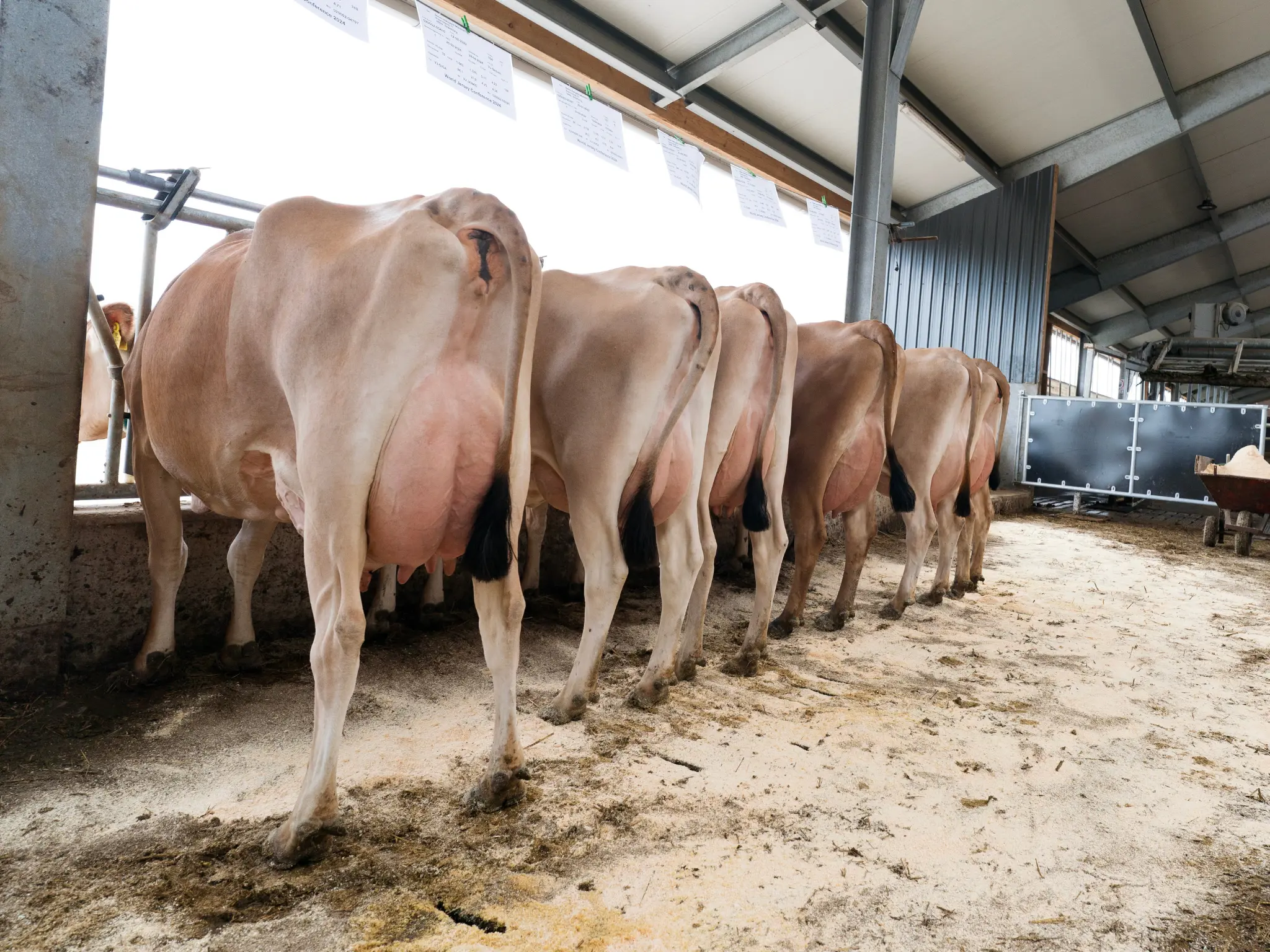 Jersey Verdenskongres 6