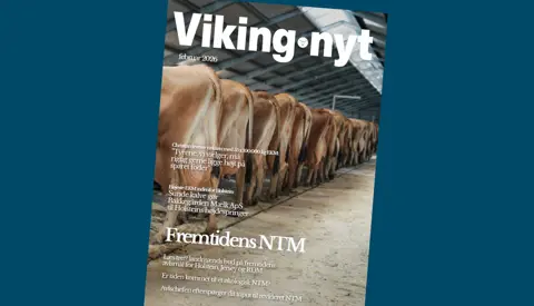 Forsidebilledet Med Lang Række Jerseykøer Fra Adelgaard Jersey