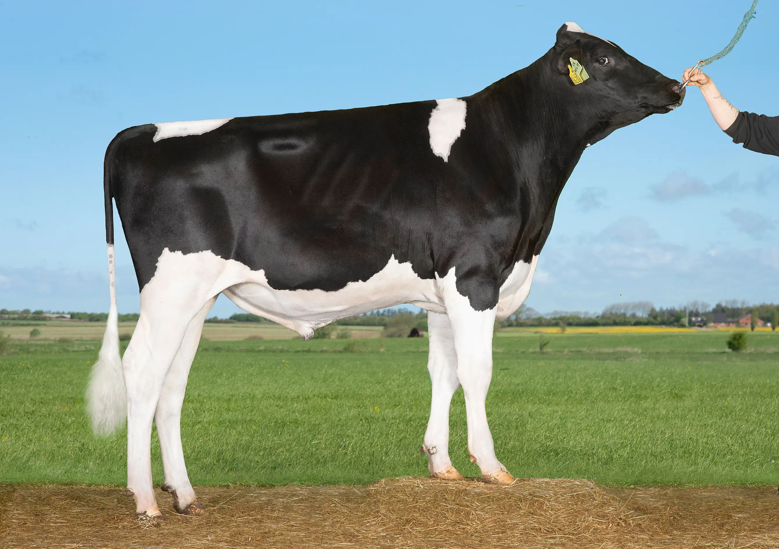 VH Neil PP (Nippon P)