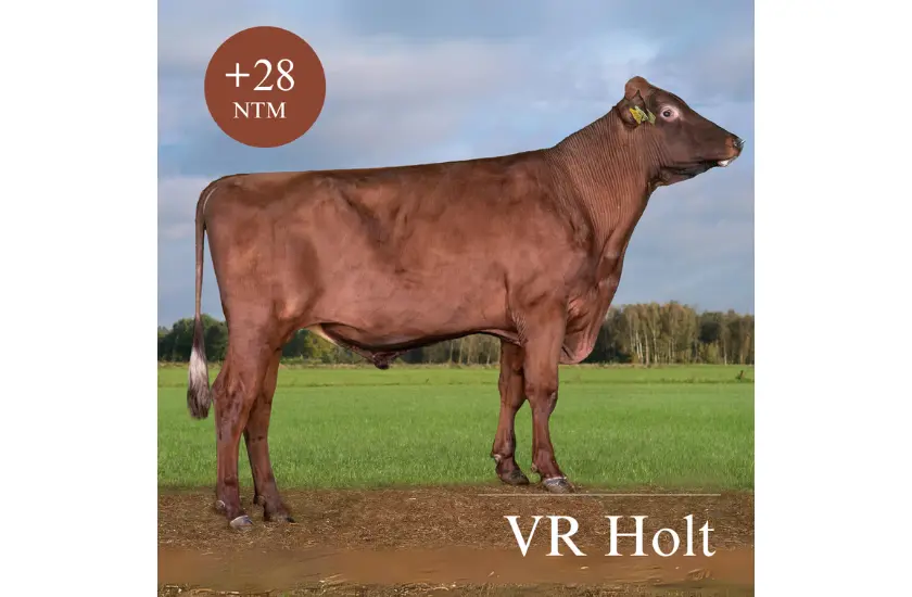 VR Holt