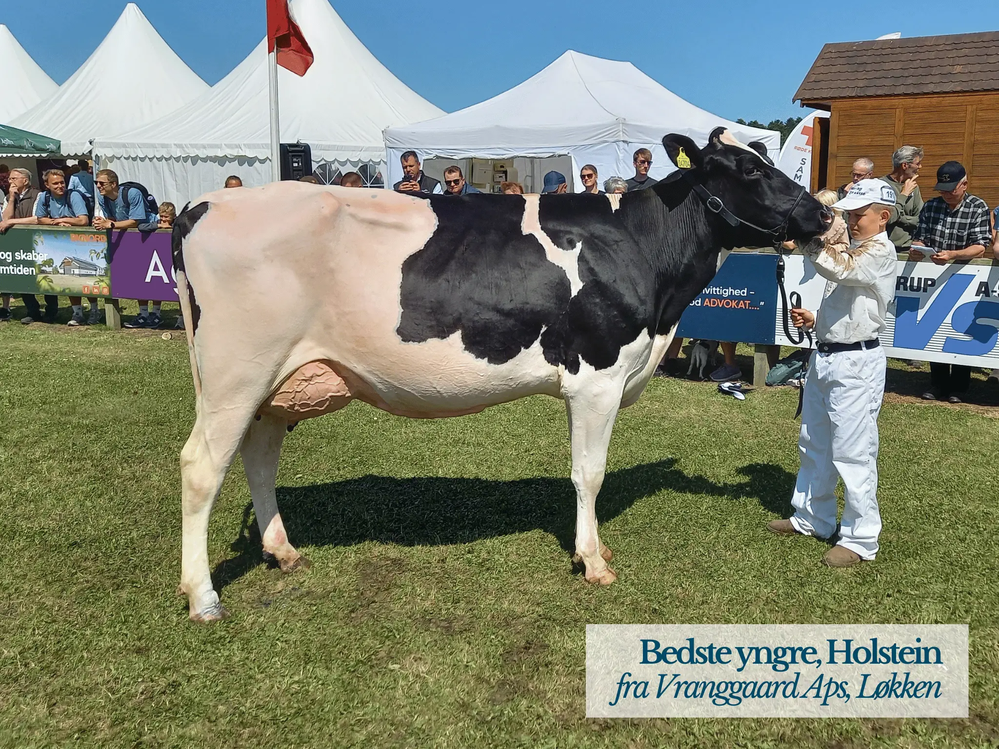 Bedste Yngre Holstein, Hjørring Dyrskue
