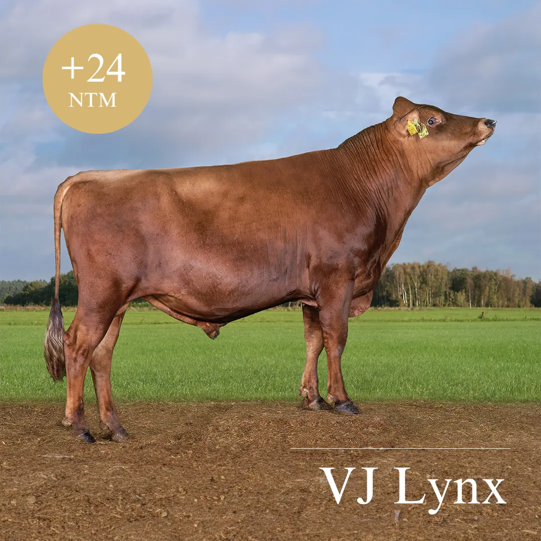 VJ Lynx