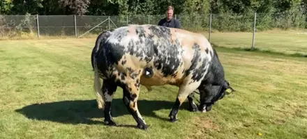 VB Tucker På Græs