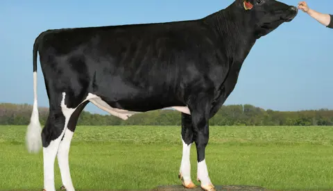 VH Newyear (VH Nader)