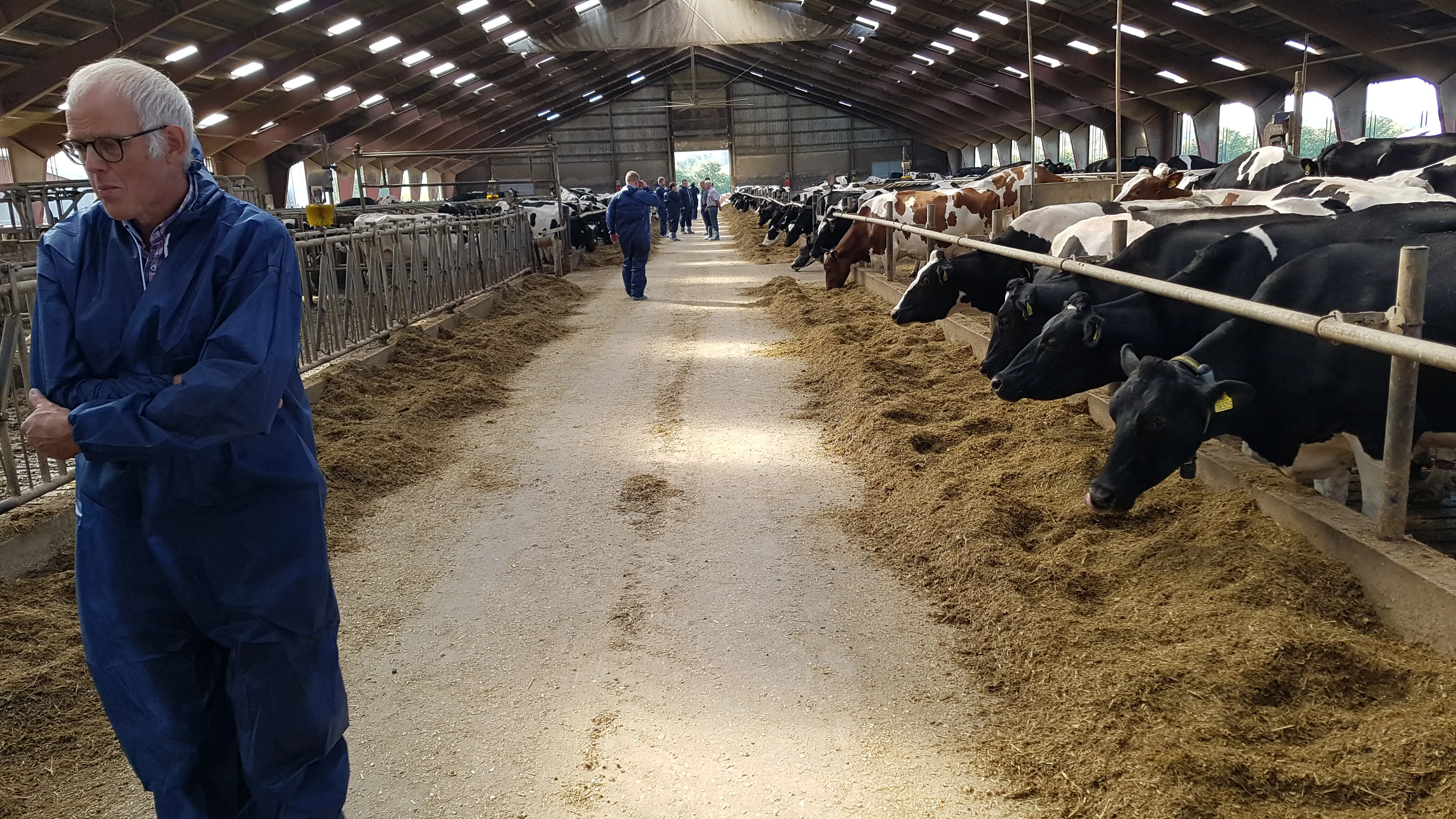 DRH På Fodergangen Hos De 625 Køer