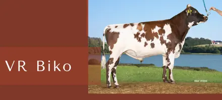 Kopi Af ARTICLE ENTRY TYR (1)