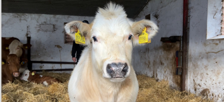 Fremtidens Krydsningsstjerne Fra Holtegaard