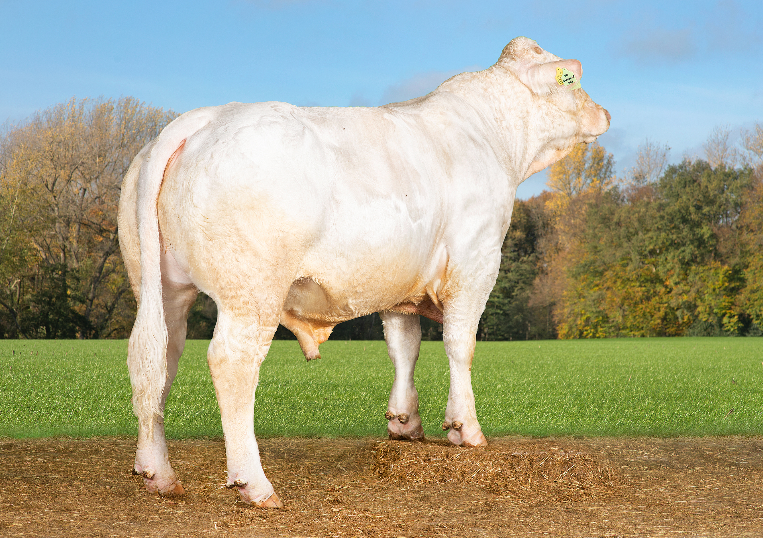 VB Samsonp (Indoupp)