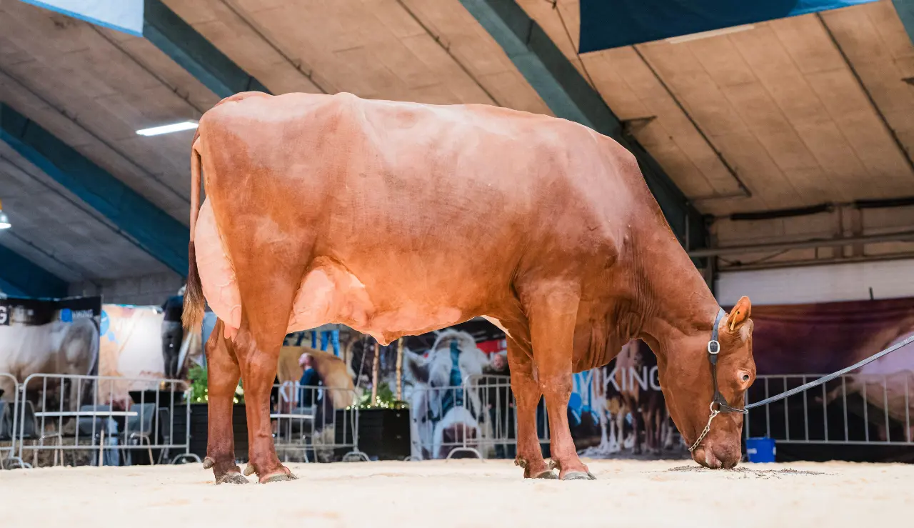 VR Vimo Datter Fra Mikael Haunstrup, Aulum